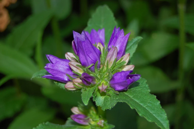 a purple flower blooming on the end of a nch