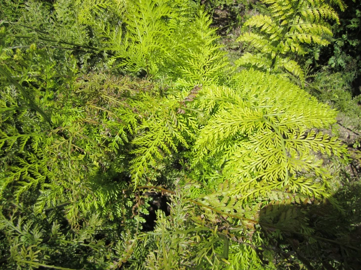 a large tree that is growing in the grass