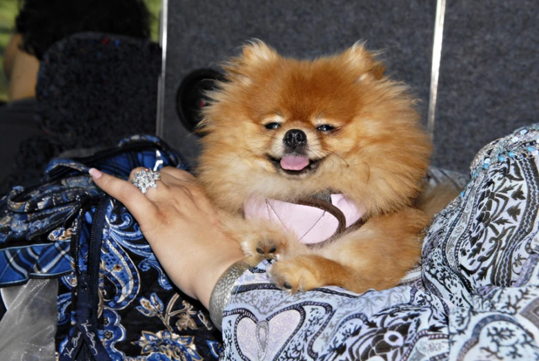 a small dog sitting in someone's lap with his hands on the back of a woman