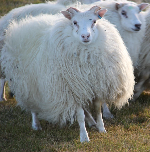 sheep in a grassy field standing on the grass