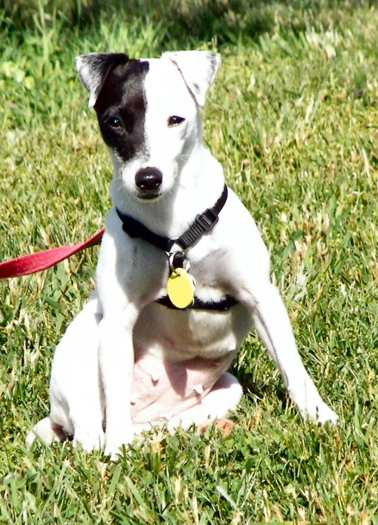 a dog is sitting in the grass with a collar on