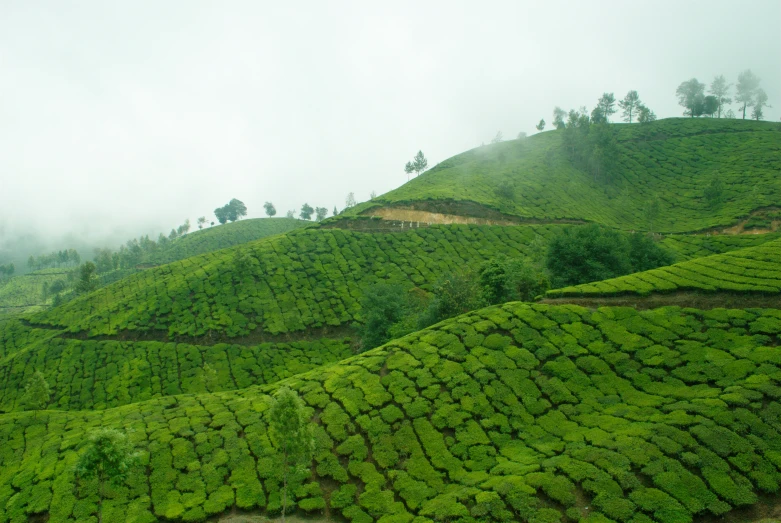 a group of people walk across a green tea field