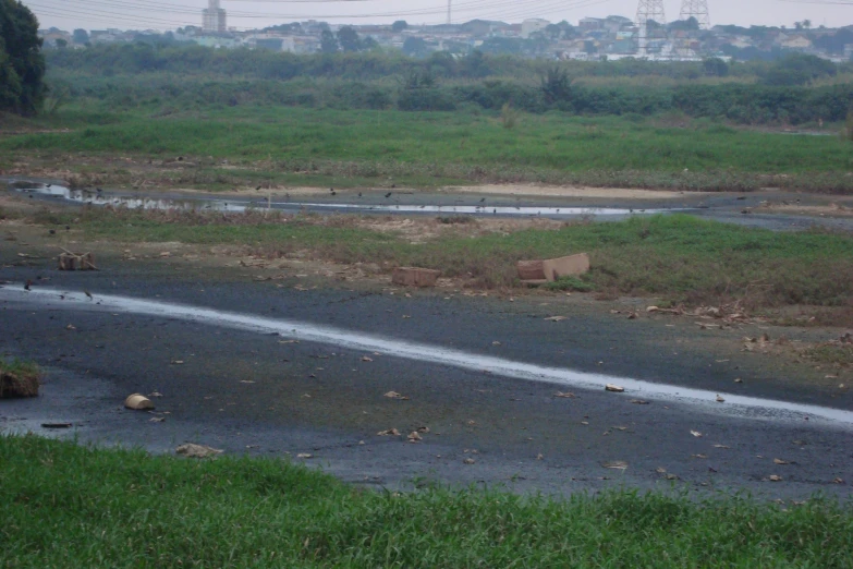 an intersection with a cow walking across the street