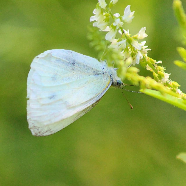 a small erfly with long wings resting on a plant