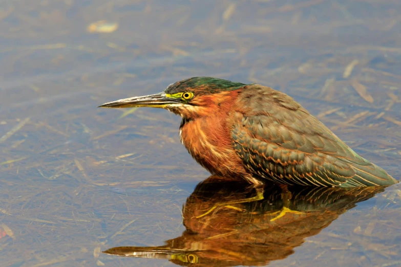 a bird that is perched on the surface