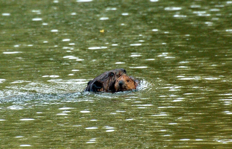 a close up image of a animal in water