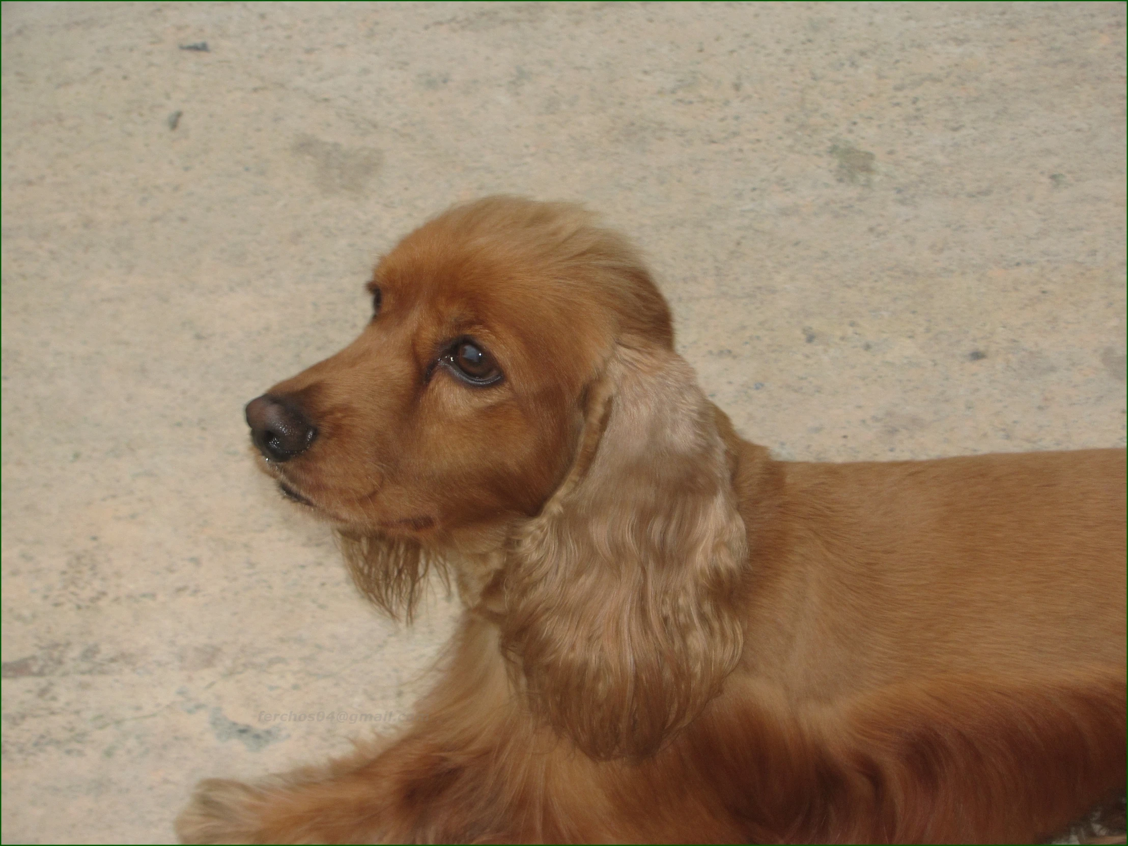 the face of a dog with very long hair