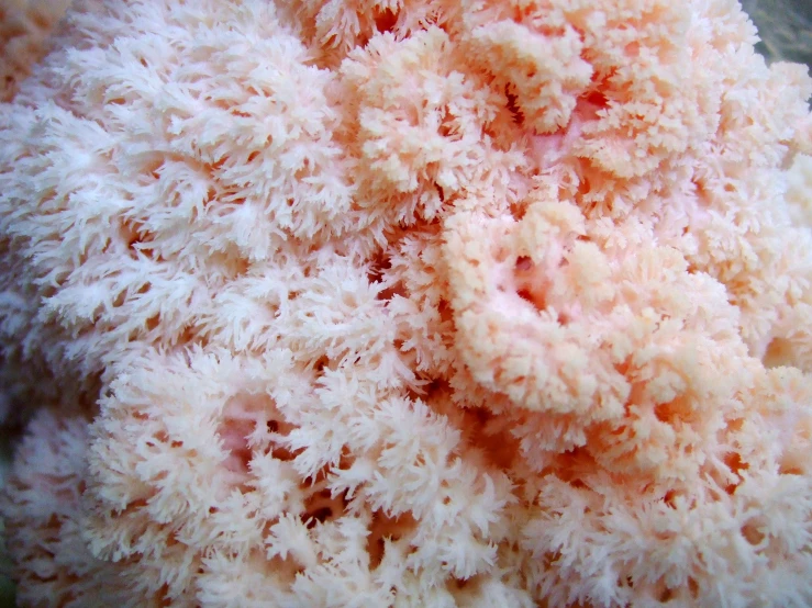 the structure of the coral is large and fluffy