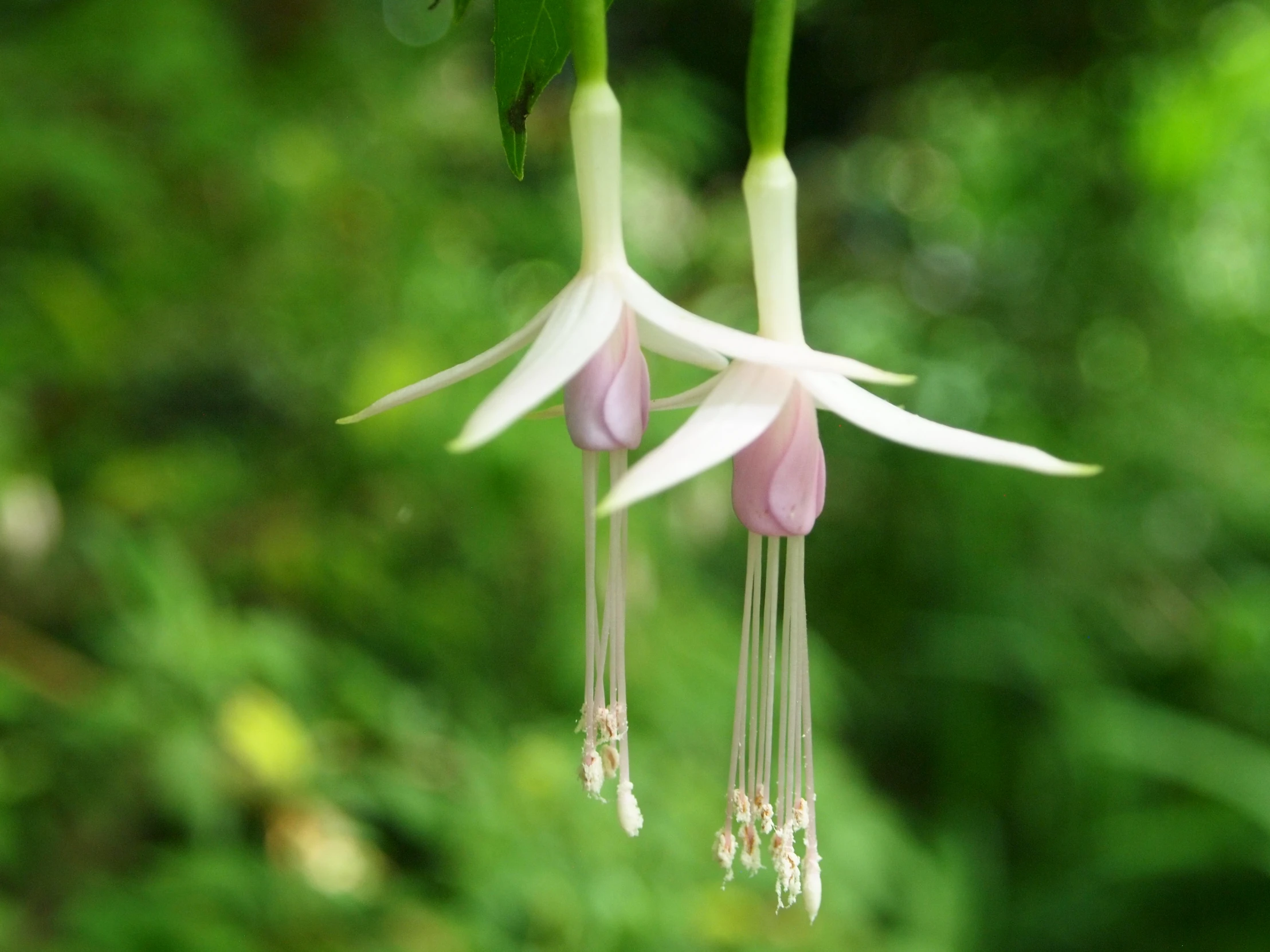 a very cute white flower with long, pink flowers