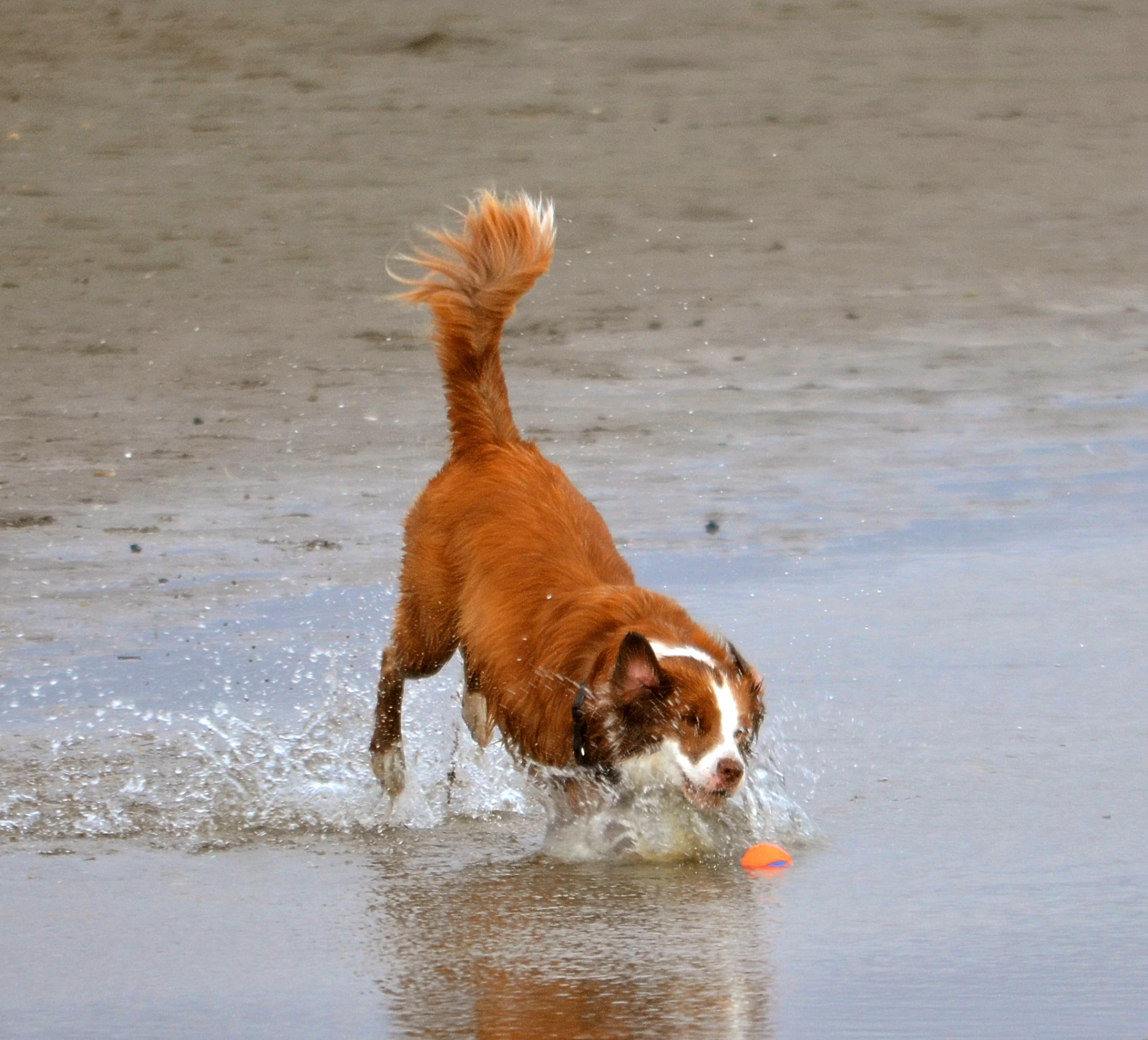 a dog running across a wet beach while carrying an orange object