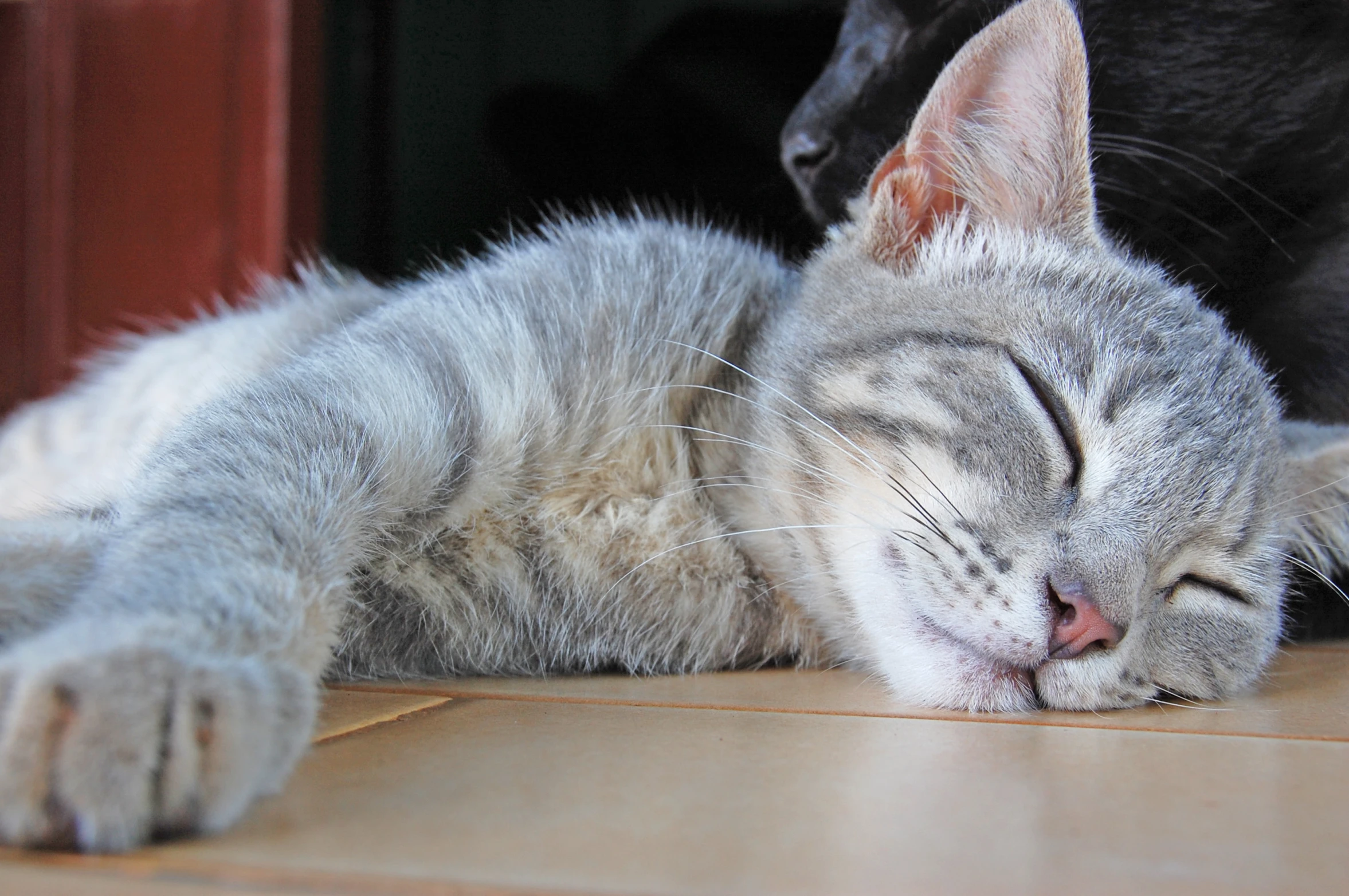 two cats laying together on the floor sleeping