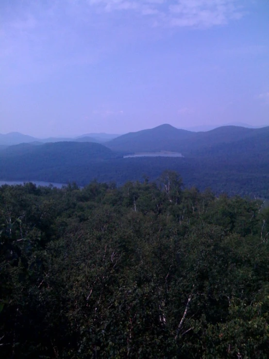 trees are growing in front of a body of water