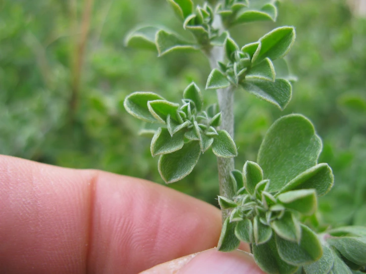 someone holding out their thumb while looking at the small plants