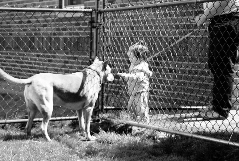 a little girl is petting a large dog near a fence