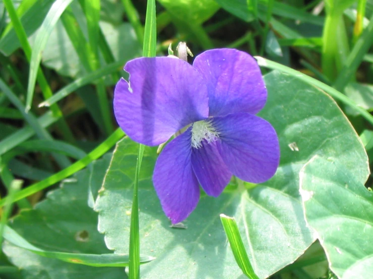 a blue flower is standing among the green leaves