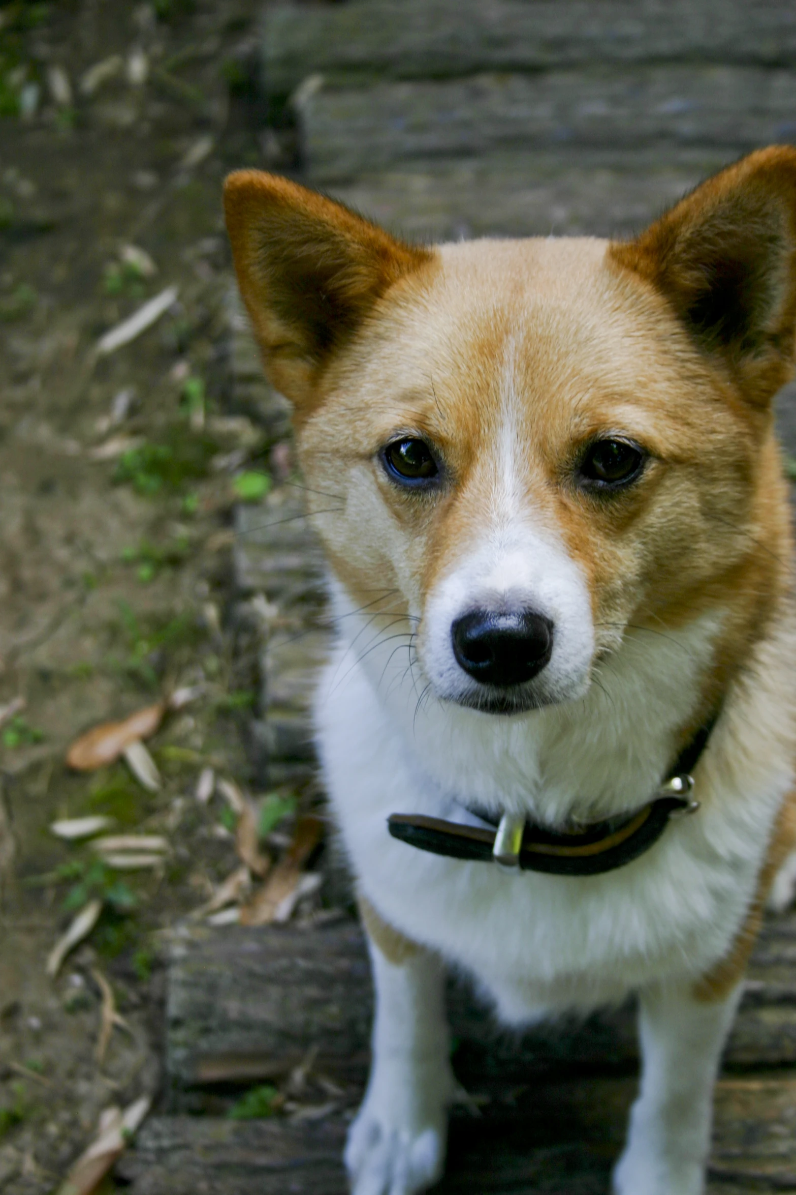 a small dog wearing a collar sits on a wooden bench