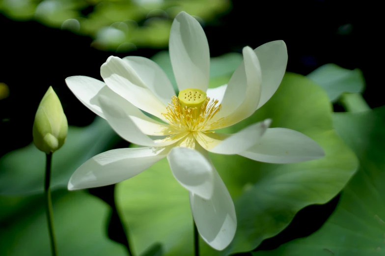 close up of a white and yellow flower surrounded by leaves