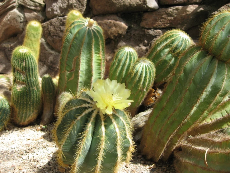 a plant with white flowers in a dry landscape