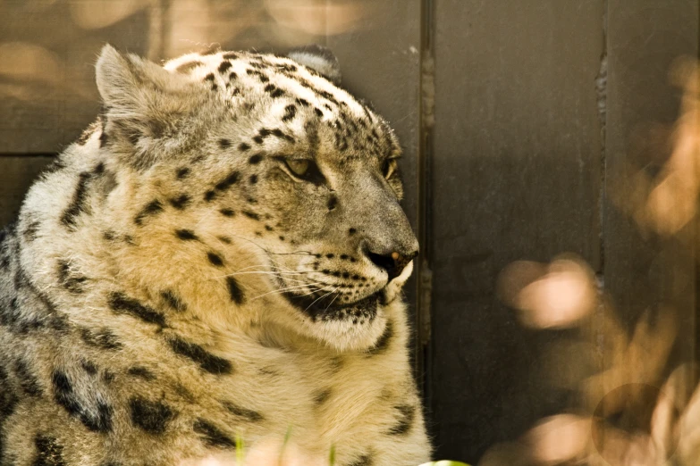 a leopard looking up next to a wall