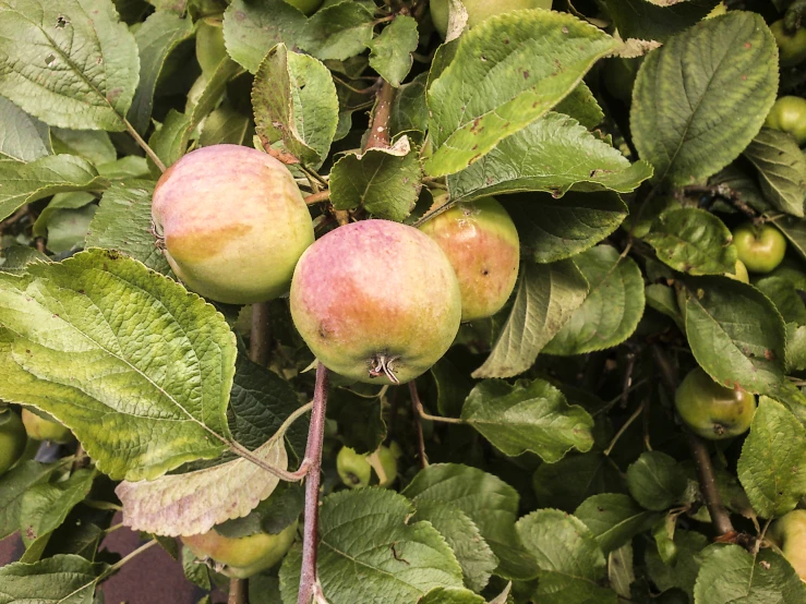 several apples are hanging from a tree nch