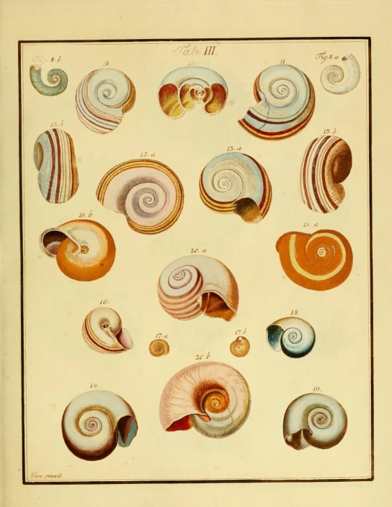 various types of shells are depicted on this page