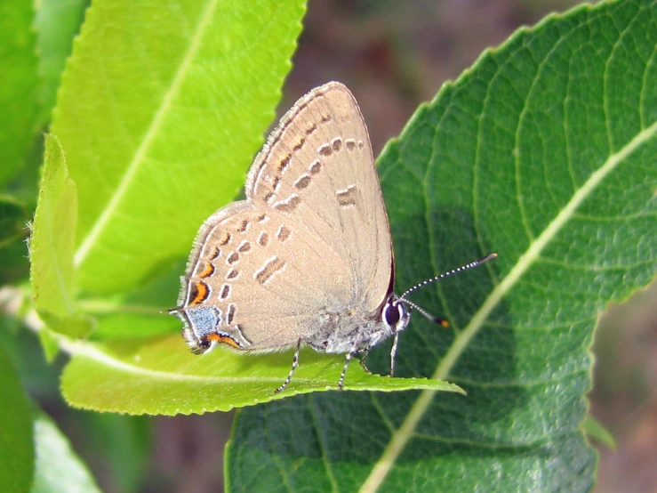 the small erfly is sitting on top of the green leaf