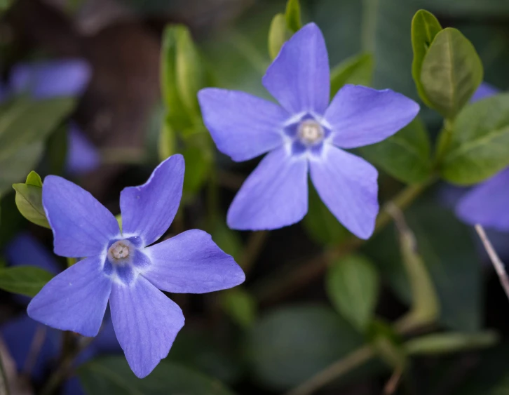 the small flowers in the field are purple