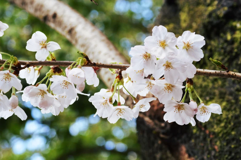 the nches of flowering trees in front of some green leaves