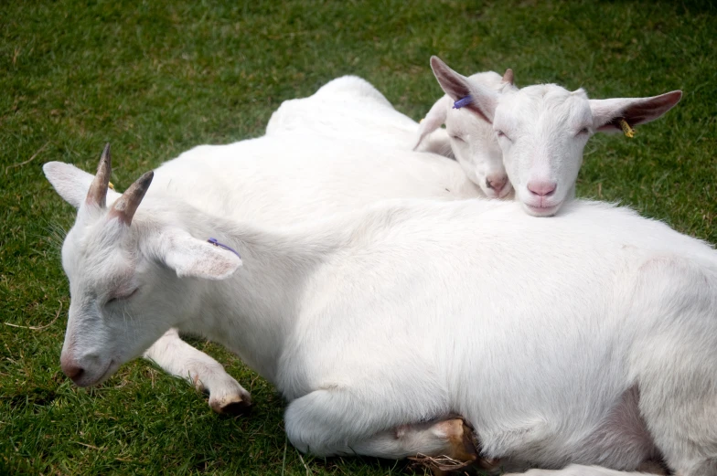 two goats lie in the grass with their heads resting on each other