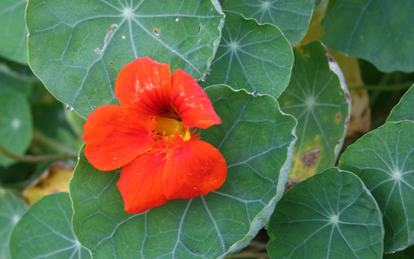 the orange flower is growing out of the leaves