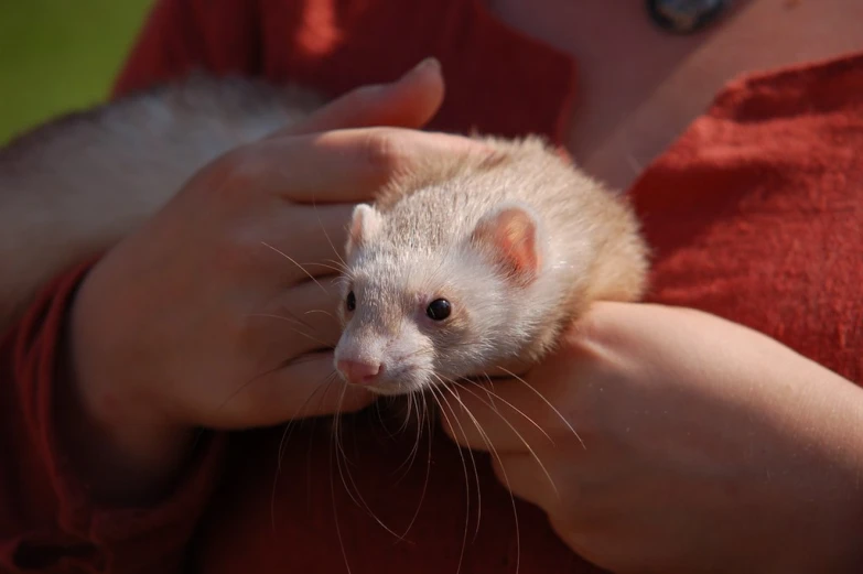 a woman holding a ferret inside her hands