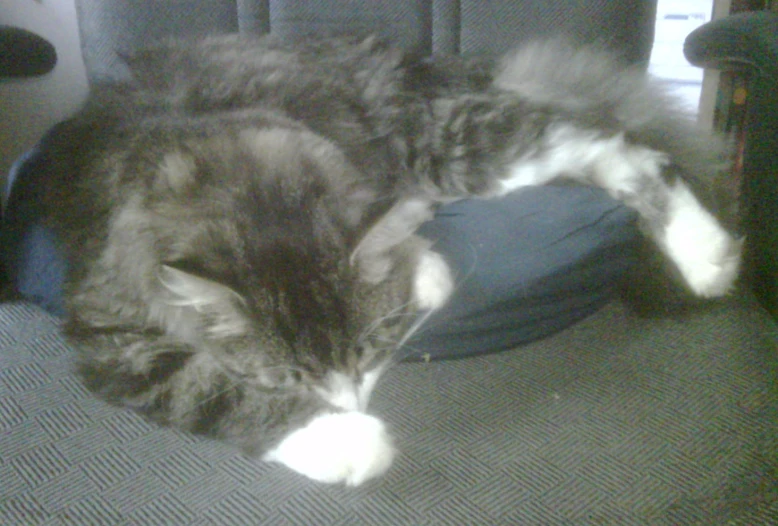 a cat sleeping on a chair cushion with a person looking on