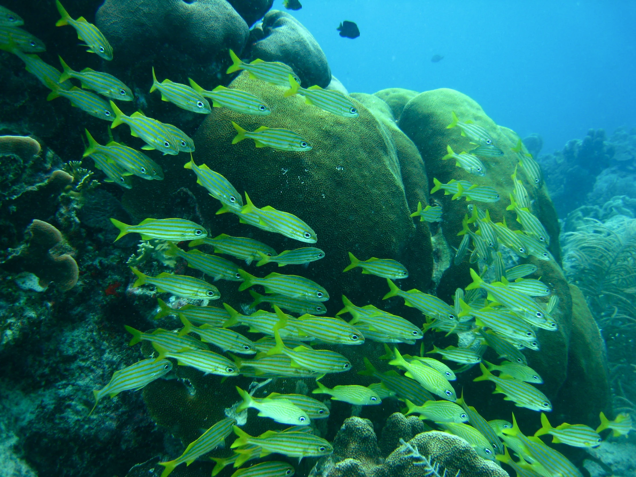 a group of small fish swimming over a coral reef