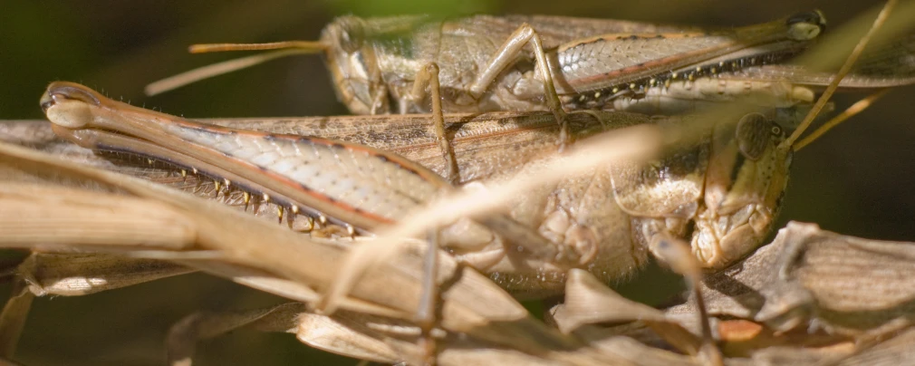 two big bugs on a nch, closeup
