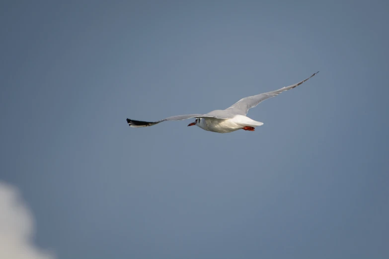 a white bird flying in a blue sky