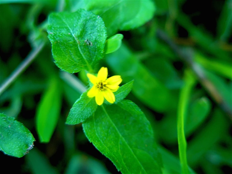 the yellow flower is blooming on the plant