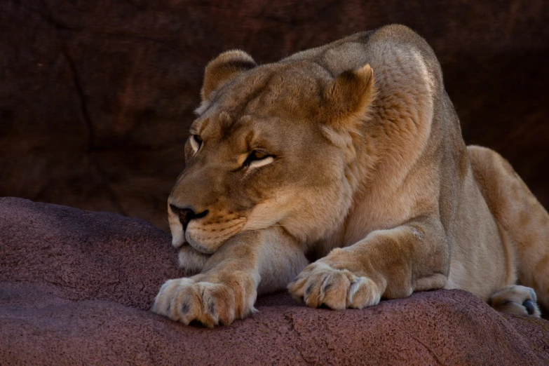 a lion resting on some rock and looking forward