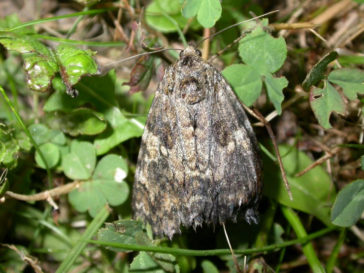 a close up of a moth on some leaves