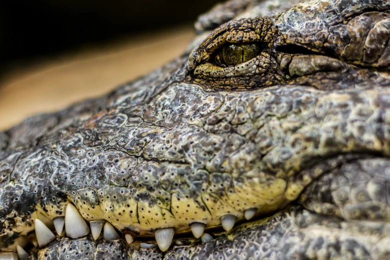 the head and upper lip of a large crocodile