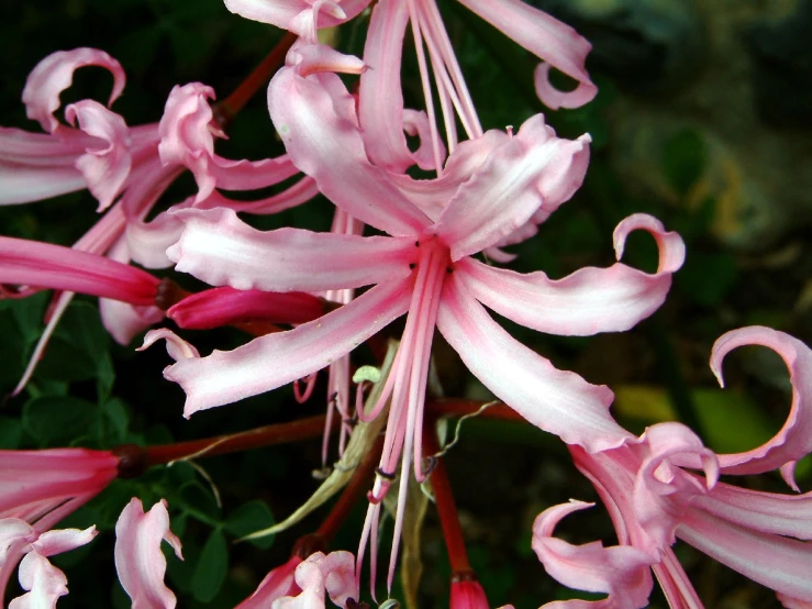 pink flowers are being grown near each other