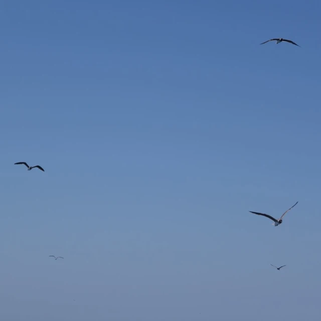 three birds fly in the sky above the ocean