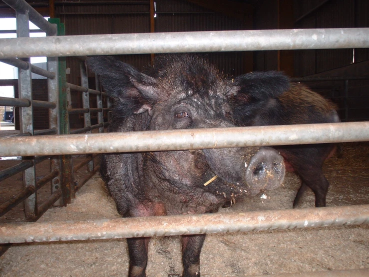 there is a large animal that is behind bars in the pen