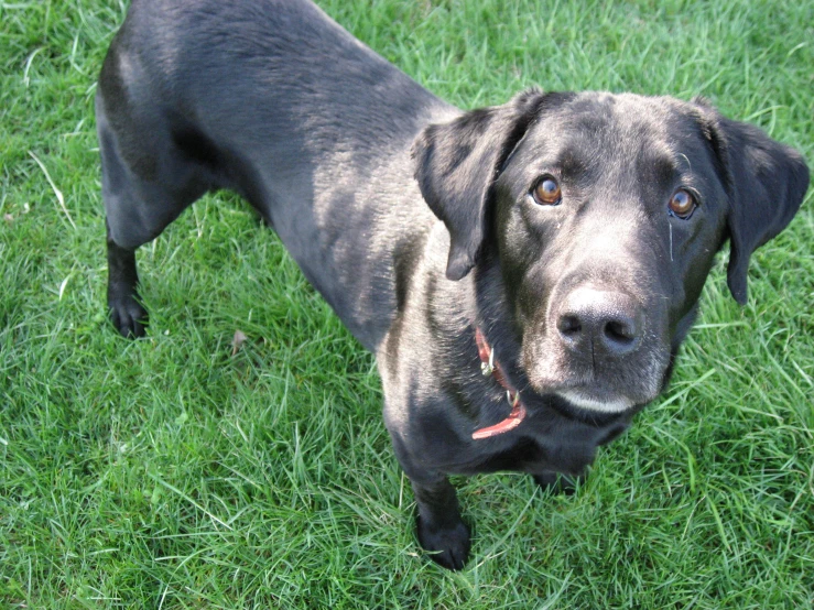 the black dog is looking forward while standing on grass