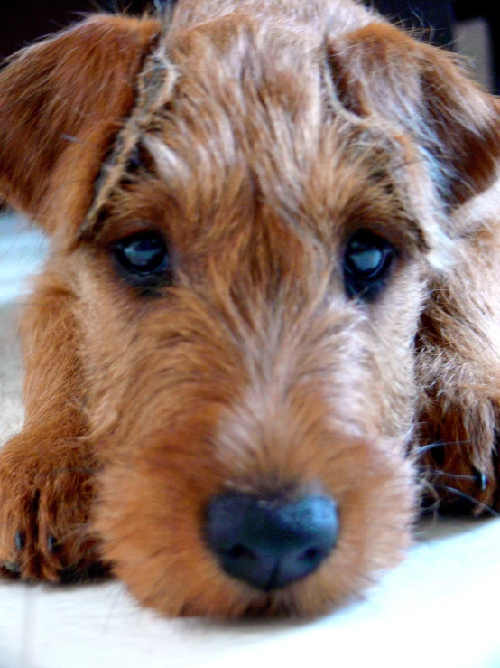 a little brown dog laying on top of a bed