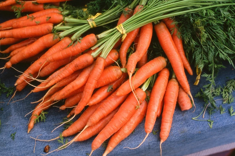 large, juicy carrots laid out on a blue table