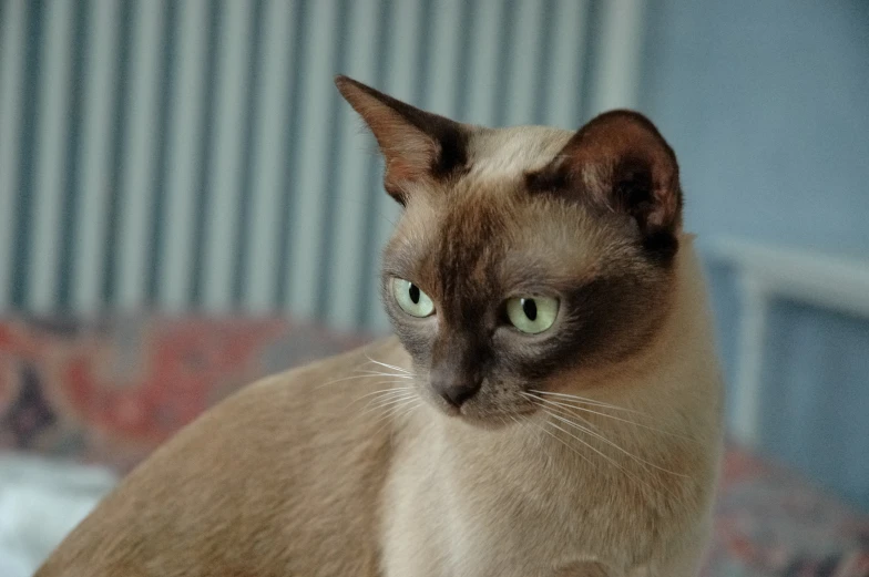 cat sitting on a bed in front of wall with striped background