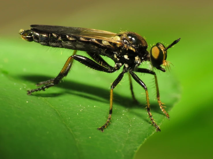 a fly on a leaf looking very hairy