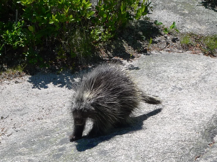 the young animal has gray fur and long horns