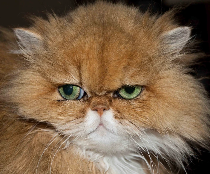 a closeup of a brown fluffy cat with green eyes