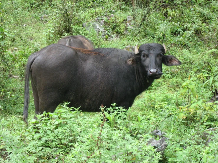 an animal standing in a lush green field